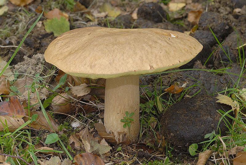 Boletus reticulatus